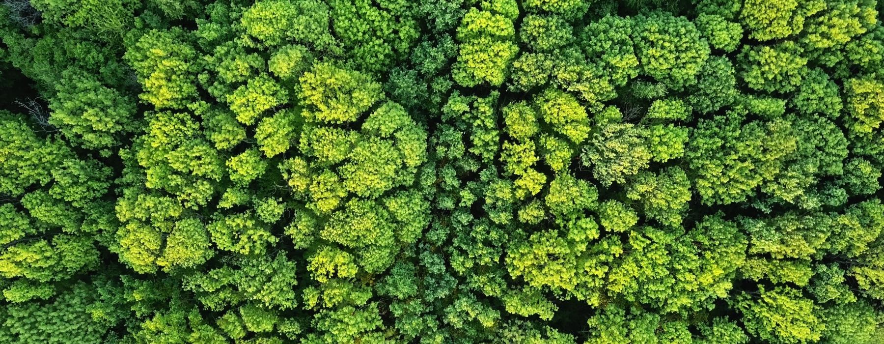 overhead shot of dense green trees